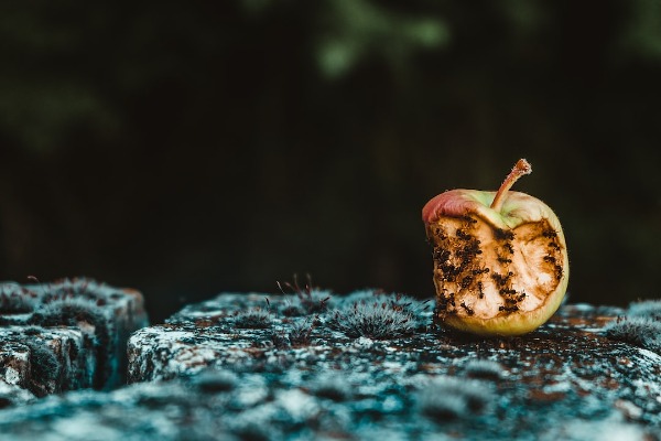By their Fruit you Shall know them